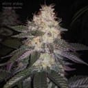 Cherry Queen Regular Seeds - 11-BODH-CHQU-REG-11