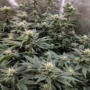 Dread Bread Regular Seeds - 11-BODH-DRBR-REG-11