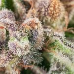 Sun Ra Regular Seeds - 11-BODH-SUNRA-REG-11