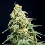 Here Comes The Barb Feminised Seeds - 6-HOGG-HCTBARB-FEM-6