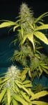 Grail Widow (GROWL) Regular Seeds - 18-MRNGW