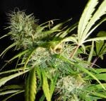 Grail Widow (GROWL) Regular Seeds - 18-MRNGW