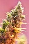 Holy Grail Regular Seeds - 18-MRNHG