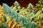 Holy Grail Regular Seeds - 18-MRNHG