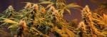 Holy Grail Regular Seeds - 18-MRNHG