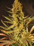 Holy Smoke Regular Seeds - 18-MRNHS