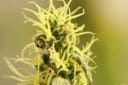 Holy Smoke Regular Seeds - 18-MRNHS