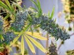 Holy Smoke Regular Seeds - 18-MRNHS