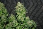 Remedy Regular Seeds - 18-MRNREM