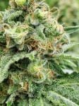 Widow AC (WACO) Regular Seeds - 18-MRNWACO