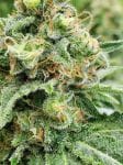Widow AC (WACO) Regular Seeds - 18-MRNWACO