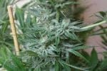 Widow AC (WACO) Regular Seeds - 18-MRNWACO