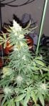 Ghandi CBD Feminised Seeds - 5-MRNGHANDICBD