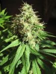 Ghandi CBD Feminised Seeds - 5-MRNGHANDICBD