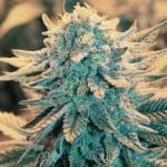 B-52 Feminised Seeds - 5-NV-B52