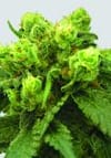 Big Bud Regular Seeds - 10-NV-BIGBUD-REG