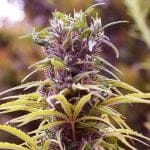 Durban Poison Feminised Seeds - 5-NV-DURB