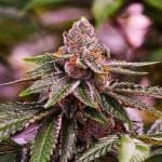 Girl Scout Cookies Feminizada Semillas - 5-NV-GSC