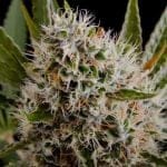 Lithium OG Kush Regular Seeds - 10-NV-LOGKU-REG