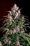 Dosi Auto Feminised Seeds - 5-G13L-DOSI-AUTO-FEM-5