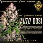 Dosi Auto Feminised Seeds - 5-G13L-DOSI-AUTO-FEM-5