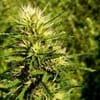 Super Skunk Auto Feminised Seeds - 5-NV-SS-AUTO