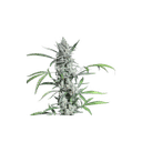 Fat Pete's Cookies Auto Feminised Seeds - 8-SSSC-FPC-AUTO-FEM-8