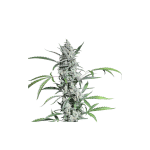 Fat Pete's Cookies Auto Feminised Seeds - 8-SSSC-FPC-AUTO-FEM-8