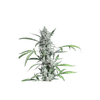 Fat Pete's Cookies Auto Feminised Seeds - 8-SSSC-FPC-AUTO-FEM-8