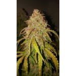 Fat Pete's Cookies Auto Feminised Seeds - 8-SSSC-FPC-AUTO-FEM-8