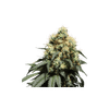 Bruce Lemon Diesel Feminised Seeds - 8-SSSC-BLD-FEM-8