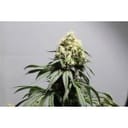 Bruce Lemon Diesel Feminised Seeds - 8-SSSC-BLD-FEM-8