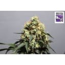 Bruce Lemon Diesel Feminised Seeds - 8-SSSC-BLD-FEM-8