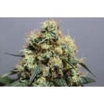 Bruce Lemon Diesel Feminised Seeds - 8-SSSC-BLD-FEM-8