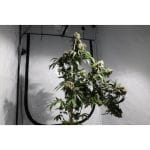 Bruce Lemon Diesel Feminised Seeds - 8-SSSC-BLD-FEM-8