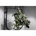 Bruce Lemon Diesel Feminised Seeds - 8-SSSC-BLD-FEM-8