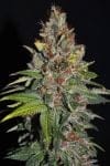 Tropical Punch Feminised Seeds - 5-G13L-TROPUN-FEM-5