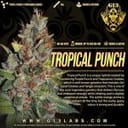 Tropical Punch Feminised Seeds - 5-G13L-TROPUN-FEM-5