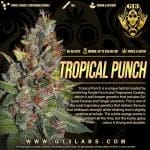 Tropical Punch Feminised Seeds - 5-G13L-TROPUN-FEM-5