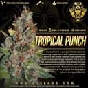 Tropical Punch Feminised Seeds - 5-G13L-TROPUN-FEM-5