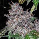 Rainbow Cake Feminised Seeds - 5-PF-019-F5