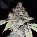 Rainbow Cake Feminised Seeds - 5-PF-019-F5