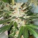 Banana Loaf Feminised Seeds - 6-PLUG-022-F6