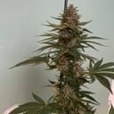 Banana Loaf Feminised Seeds - 6-PLUG-022-F6