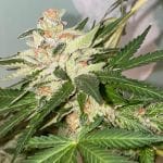 Banana Loaf Feminised Seeds - 6-PLUG-022-F6