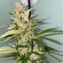 Banana Loaf Feminised Seeds - 6-PLUG-022-F6