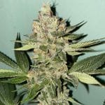 Biscotti 2.0 Feminised Seeds - 6-PLUG-021-F6
