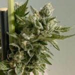 Biscotti 2.0 Feminised Seeds - 6-PLUG-021-F6