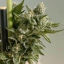 Biscotti 2.0 Feminised Seeds - 6-PLUG-021-F6