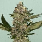 Biscotti 2.0 Feminised Seeds - 6-PLUG-021-F6